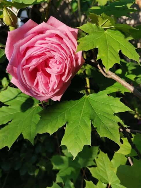 Sofia Kazanluk Rose Valley & Oil Distillery Tour - Practical Tips for the Tour