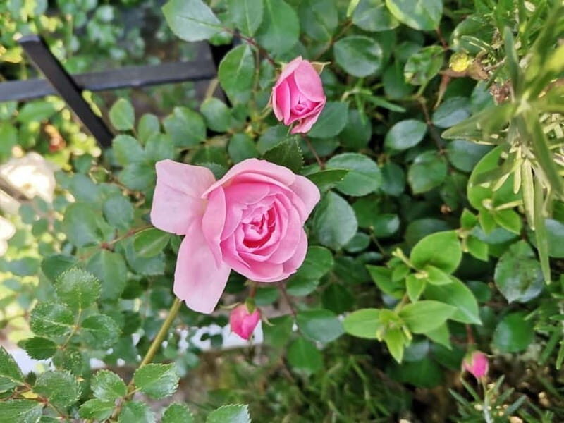 Sofia Kazanluk Rose Valley & Oil Distillery Tour - Final Thoughts: Who Is This Tour For?