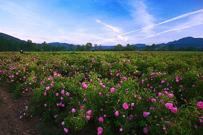Sofia, Plovdiv & The Rose Valley in 2 Days - Transport and Accommodation