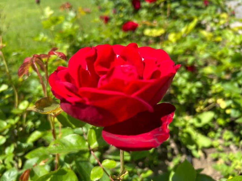 Sofia:The Highlights of Bulgaria - Rose Valley and Buzludzha - Frequently Asked Questions