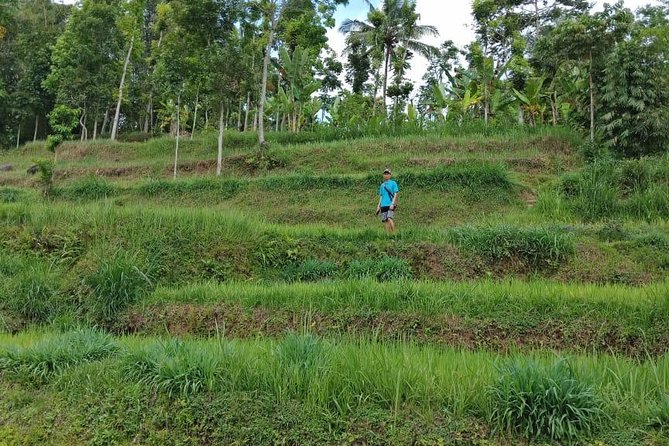 Soft Trekking Tetebatu - What to Expect