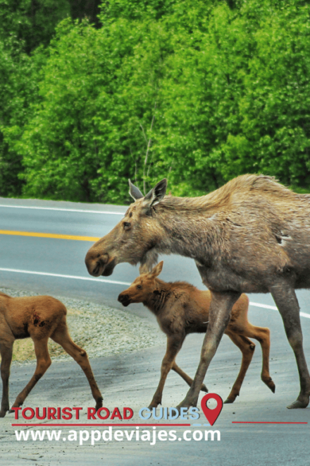 Soldotna: Audio for Self-Guided - Soldotna Creek Park and Trails