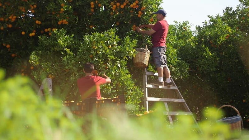 Sóller: Olive Oil Guided Tour and Tasting at Can Det Estate - Who Is This Tour Best For?