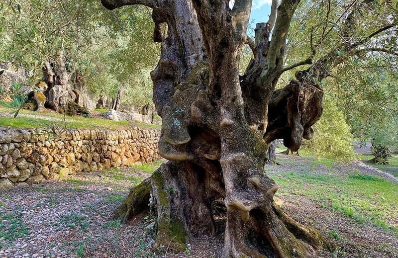 Sóller: Olive Oil Guided Tour and Tasting at Can Det Estate - FAQ