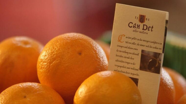 Sóller: Olive Oil Guided Tour and Tasting at Can Det Estate - Tasting and Dining Experience