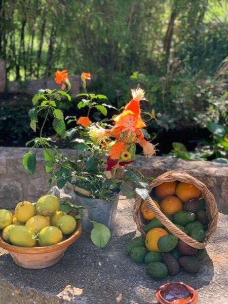 Soller Valley Walk: Small Villages and Citrus Farm Visit - Important Information