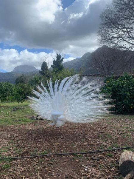 Soller Valley Walk: Small Villages and Citrus Farm Visit - The Sum Up