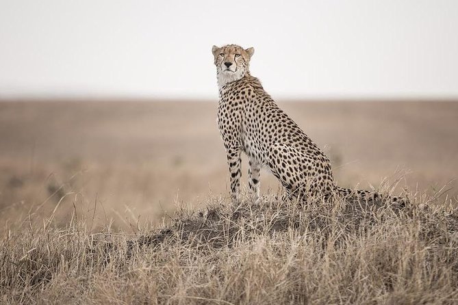 Solo Travelers Private Safari | 7 Days - Good To Know