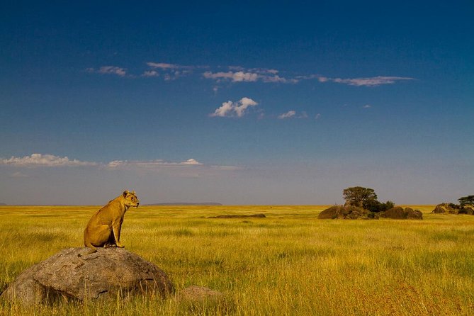 Solo Travelers Private Safari | 7 Days - Exclusions: Flights