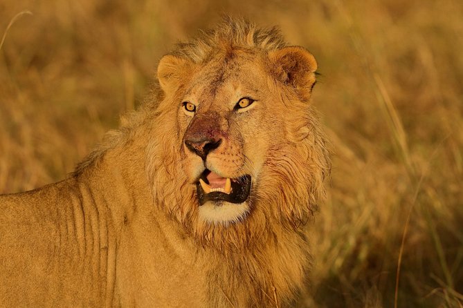 Solo Travelers Private Safari | 7 Days - Pickup: Kilimanjaro International Airport
