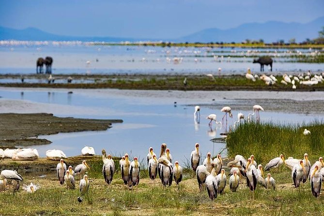 Solo Travelers Private Safari | 7 Days - Start Time: 08:00 Pm