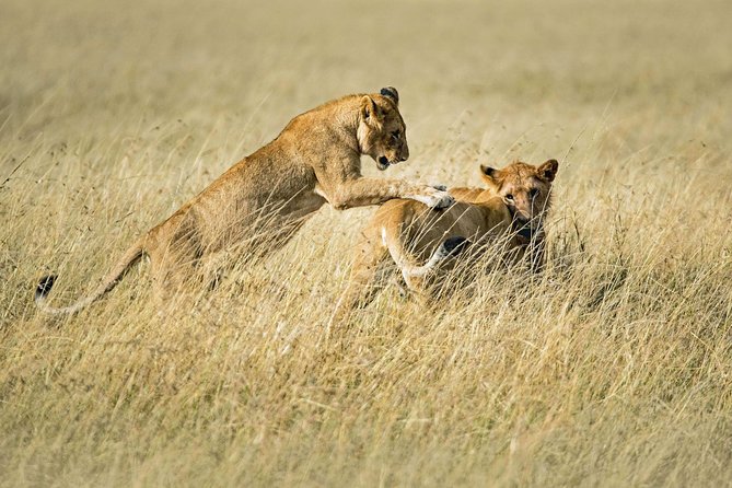 Solo Travelers Private Safari | 7 Days - Additional Info: Confirmation, Accessibility, Recommendations