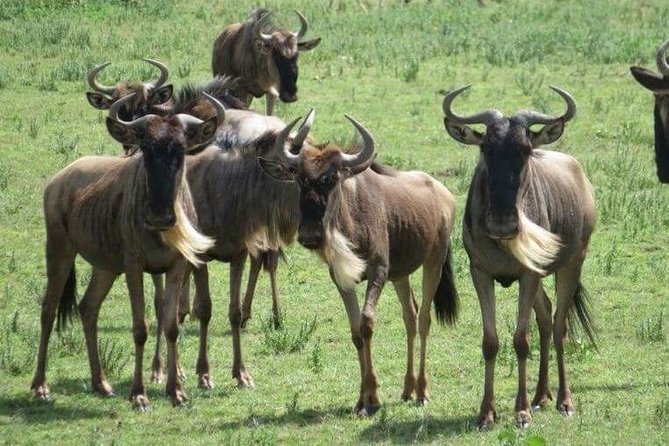 Solo Travelers Private Safari | 7 Days - Price: From ,171.54