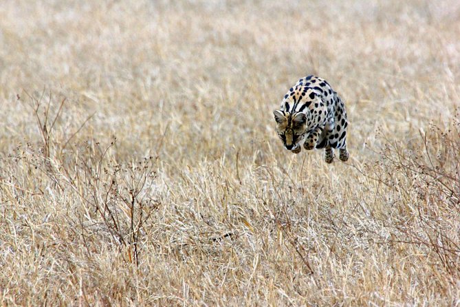 Solo Travelers Private Safari | 7 Days - Frequently Asked Questions