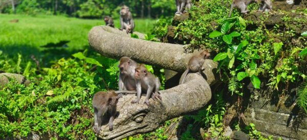 Solo Traveling Ubud Tour Bike Tour WITH Friendly Guide - Frequently Asked Questions