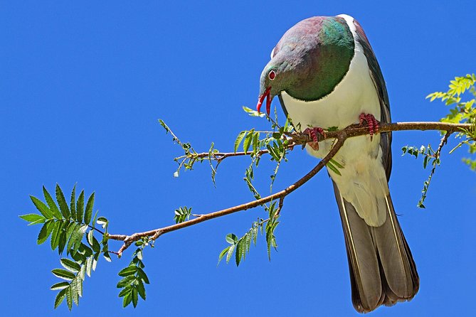 Solo Traveller Full Day Wine Gourmet and Scenic Delights Tour From Blenheim - Itinerary Overview