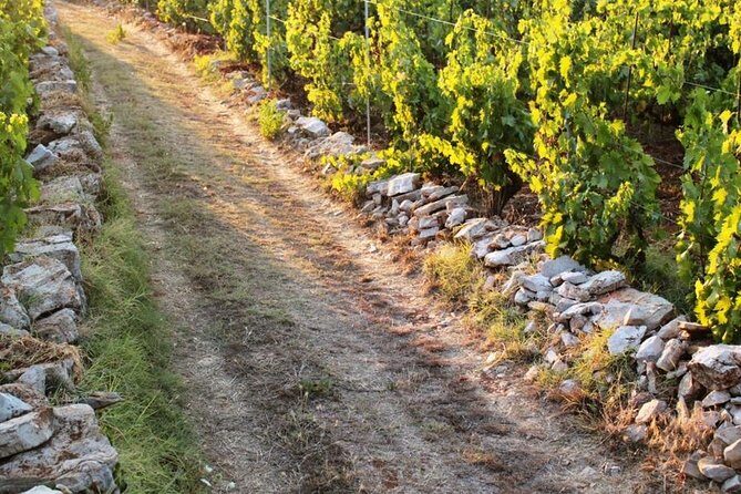 Solta Island: Self-Guided Bike Tour from Split - Good To Know