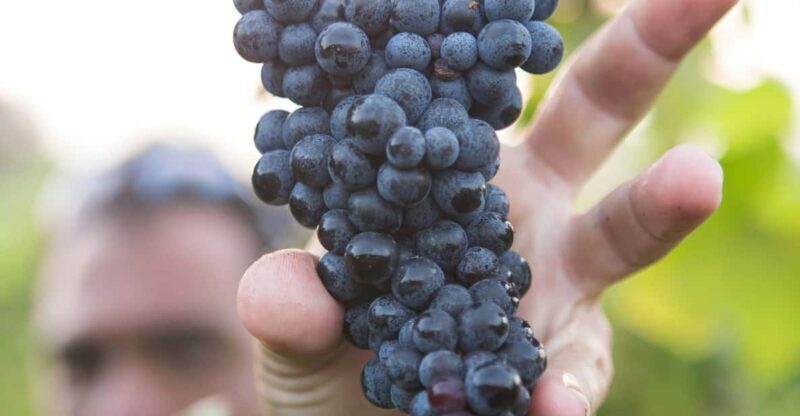 Solvang: Santa Ynez Valley Wine Tours w/ Lunch & Tastings - Good To Know