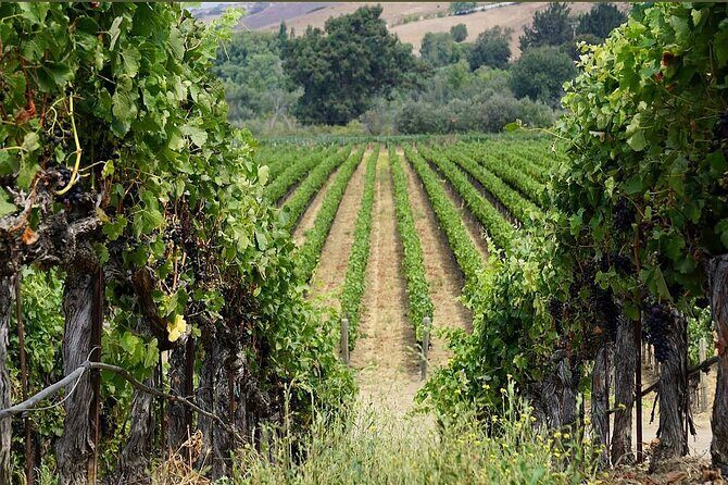 Solvang Ventura Wine Tour by Car - FAQ