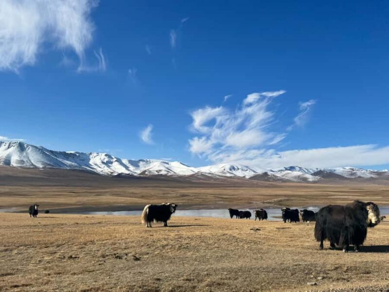 Song-Kul Lake : Kyrgyz Yurts Stay & Horseback Ride (2 DAYS) - Experience the Nomadic Spirit of Kyrgyzstan at Song-Kul Lake