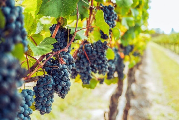 Sonoma County: Tasting Pass (Choose 1, 2, or 90 Days) - Pass Options and Flexibility