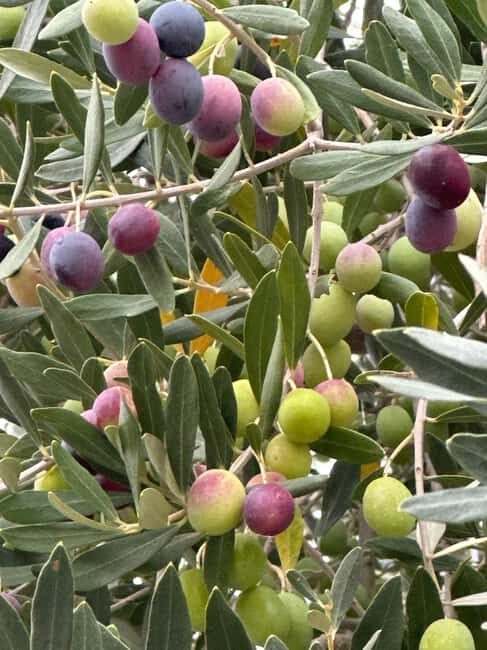 Sonoma: Sonoma Plaza Walking Tour - Introduction to the Sonoma Plaza Walking Tour