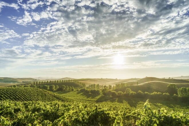 Sonoma Valley: Guided Winery Tour With Picnic Lunch - Full Description