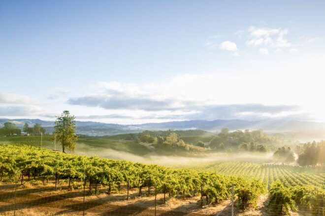 Sonoma Valley: Guided Winery Tour With Picnic Lunch - Reserve Now & Pay Later