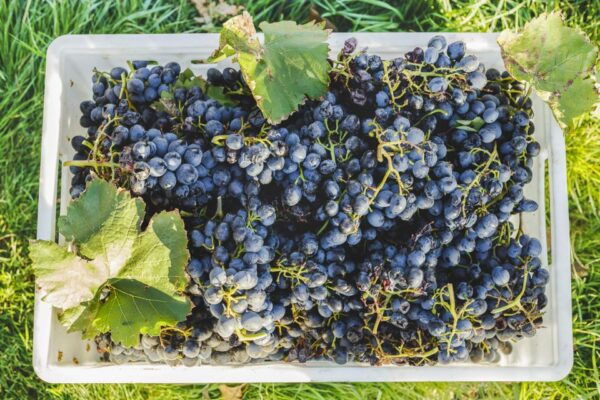 Sonoma Valley: Guided Winery Tour With Picnic Lunch - Directions