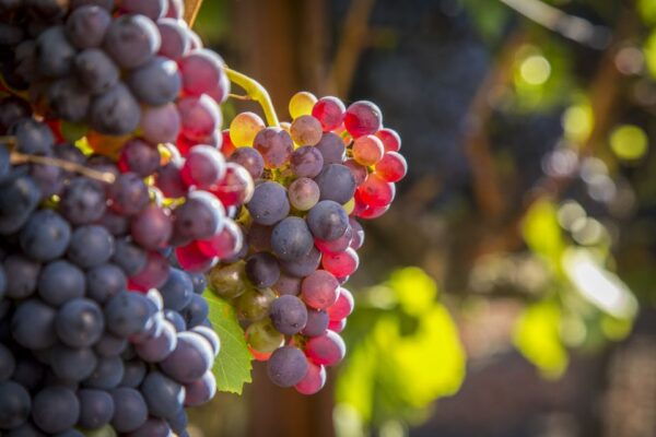 Sonoma Valley: Guided Winery Tour With Picnic Lunch - The Sum Up