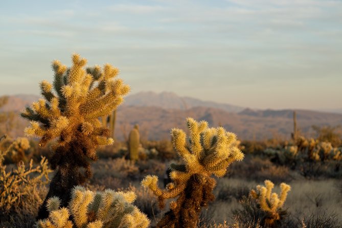 Sonoran Desert Jeep Tour - Tour Overview and Highlights