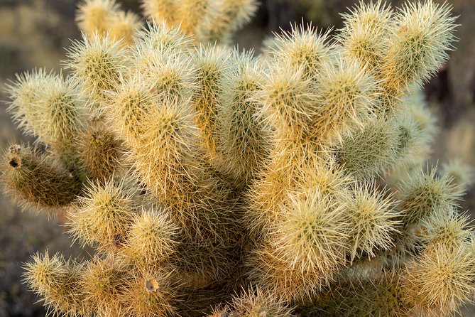 Sonoran Desert Jeep Tour - Common Questions