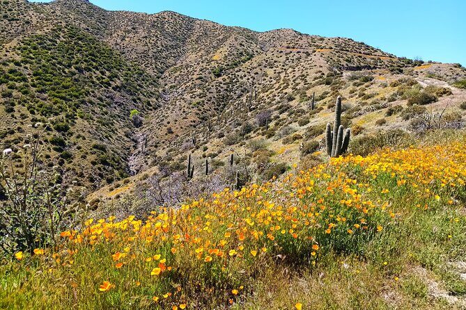 Sonoran Desert To MountainTop Jeep Tour minutes from Scottsdale - Things to Consider