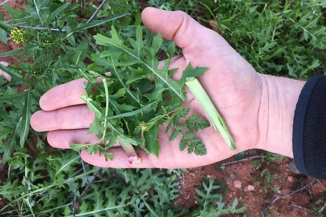 Sonoran Desert- Wild Foods and Traditional Skills - Traditional Apache Skills