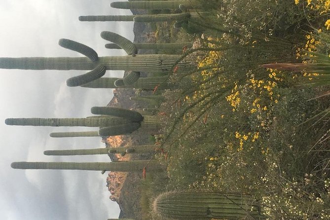 Sonoran Desert- Wild Foods and Traditional Skills - Directions and Location Information