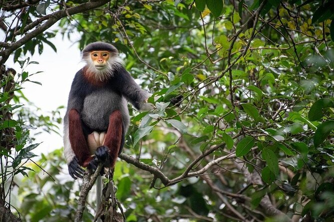 Sontra Peninsula Exploration With Rice Wine Distillery & Testing - SonTra Peninsula Exploration