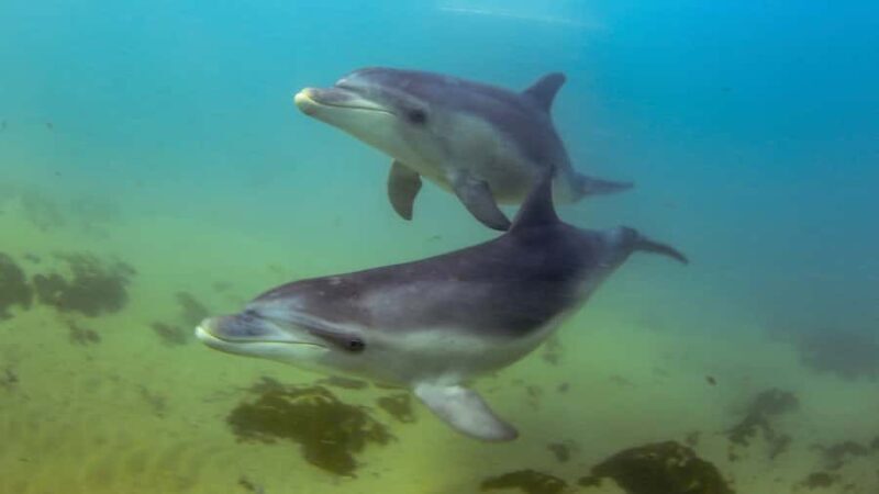 Sorrento: Dolphins & Seals Snorkeling Cruise w/ Lunch - An In-Depth Look at the Experience