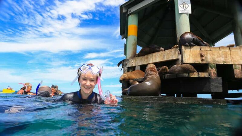 Sorrento: Dolphins & Seals Snorkeling Cruise w/ Lunch - FAQ