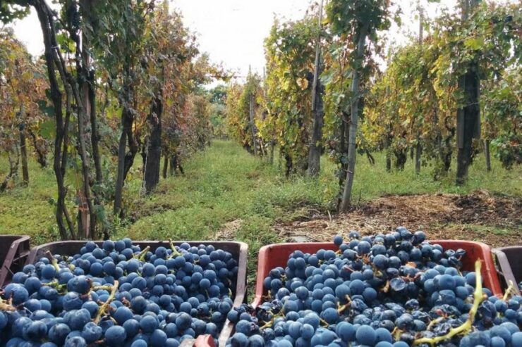 Sorrento: Family Farm Experience With Lunch - Good To Know