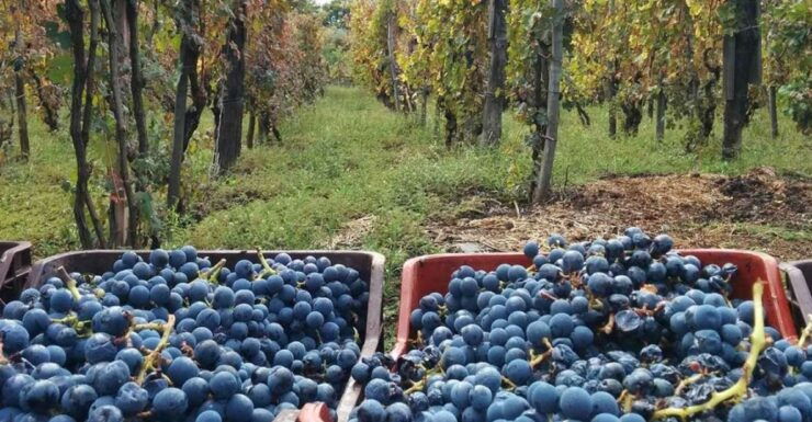 Sorrento: Family Farm Experience With Lunch - Inclusions and Booking Information