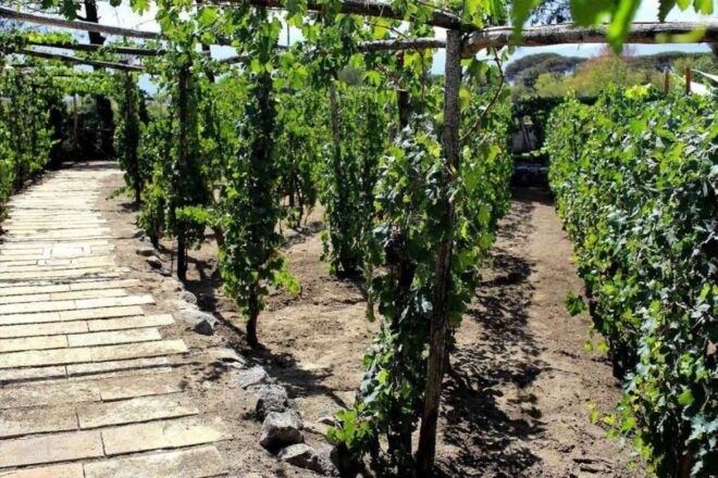 Sorrento: Family Farm Experience With Lunch - The Sum Up