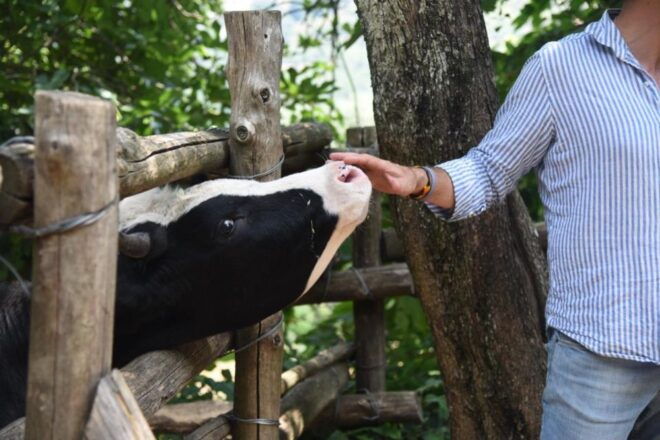 Sorrento Farm Experience: Pizza, Cheese, Wine & More - Inclusions