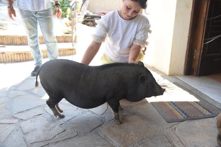 Sorrento: Farm Tour With Cheese Tasting & Pizza Making Class - Experience Highlights