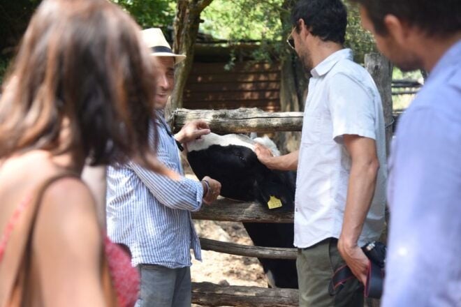 Sorrento: Farm Tour With Cheese Tasting & Pizza Making Class - Customer Reviews