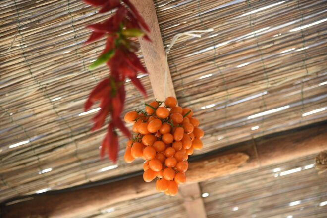 Sorrento: Farm Visit With Pizza Lesson, Wine, and Limoncello - Important Information