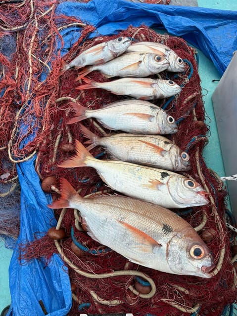 SORRENTO FISHING: DAY OR NIGHT FISHING TOUR IN CAPRI - Good To Know