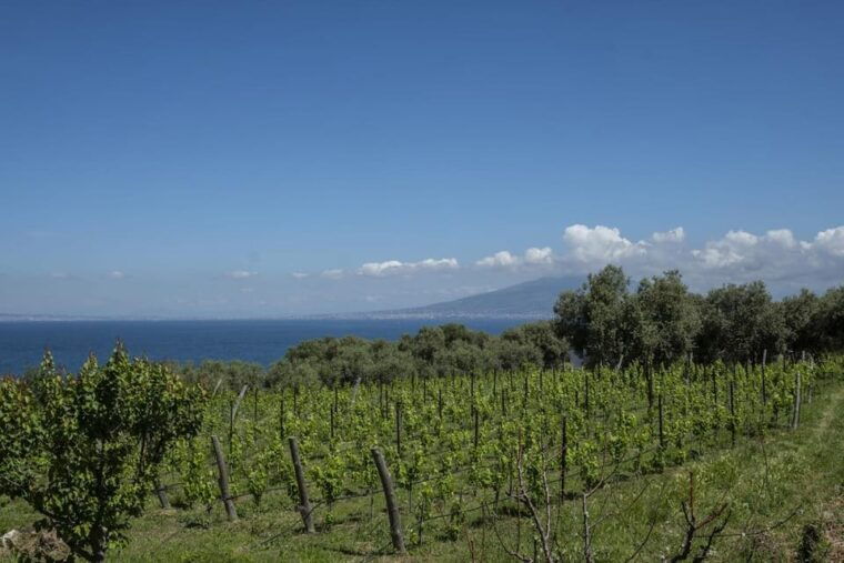 Sorrento: Full Wine Tasting Experience in a Historic Winery - Guided Tour Highlights