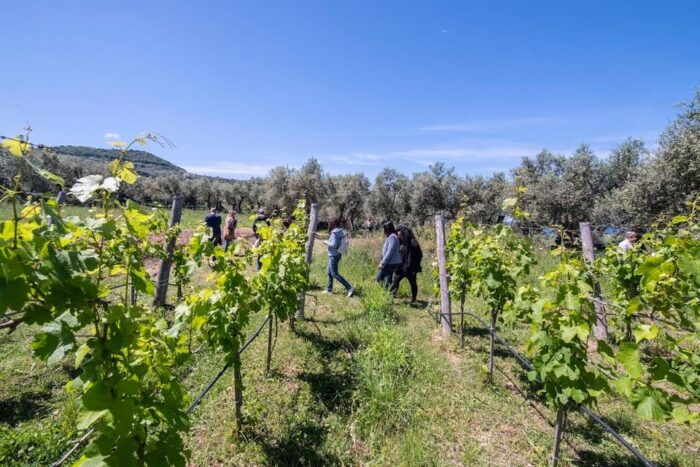 Sorrento: Full Wine Tasting Experience in a Historic Winery - Important Visitor Information