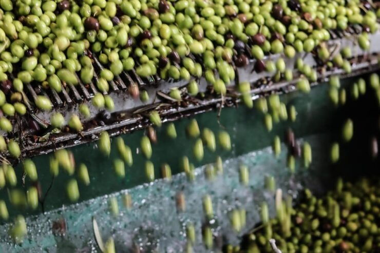 Sorrento: Guided Olive Mill Visit With Tastings - Itinerary Details