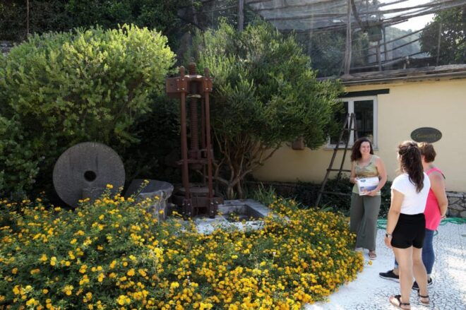 Sorrento: Guided Olive Mill Visit With Tastings - Olive Oil Tasting